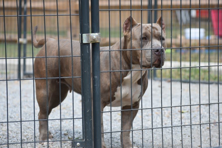 Zelda, an American Bully tested with EmbarkVet.com