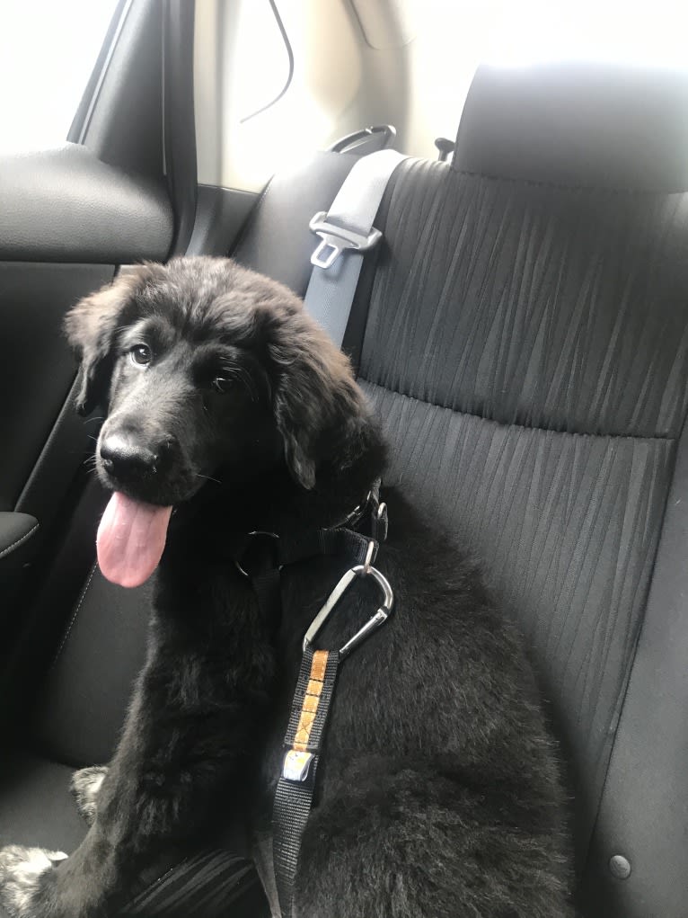 Mason, a Great Pyrenees and Labrador Retriever mix tested with EmbarkVet.com