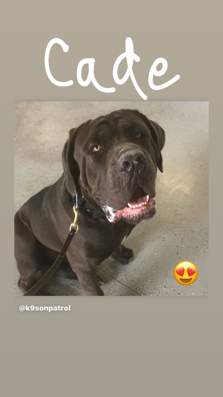 Cade, a Cane Corso tested with EmbarkVet.com