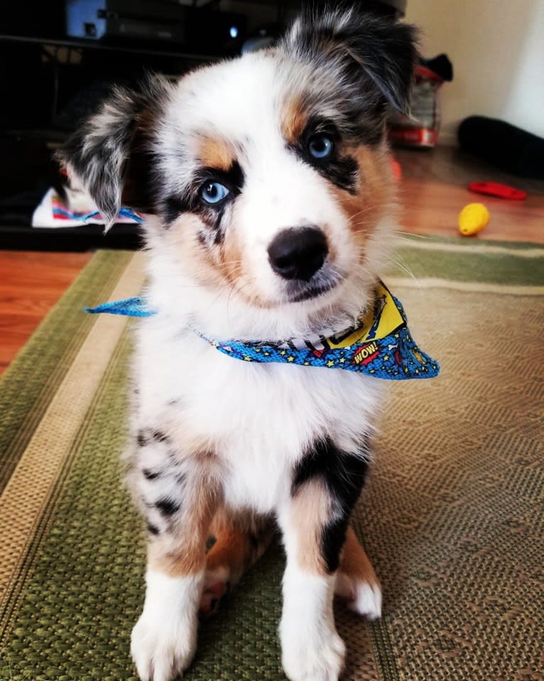 Ellie Einstein Cow Creek Aussies, an Australian Shepherd tested with EmbarkVet.com