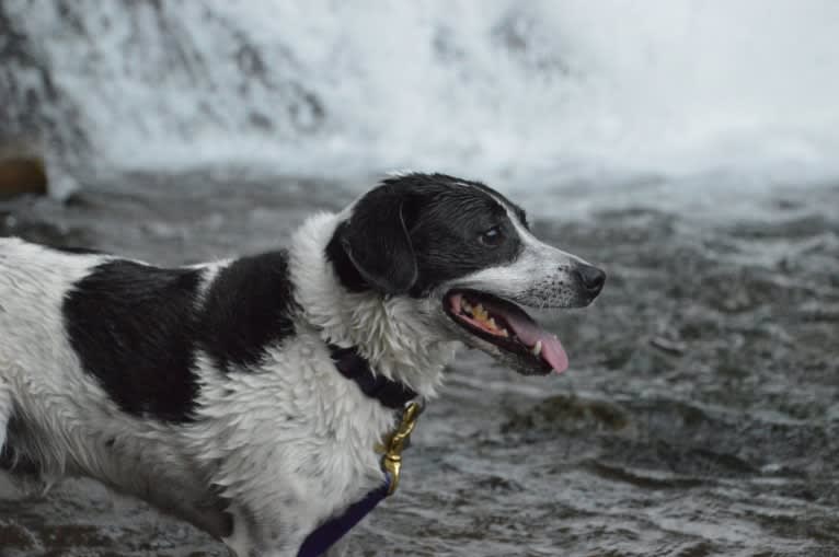 Jack, a Russell-type Terrier and Mountain Cur mix tested with EmbarkVet.com