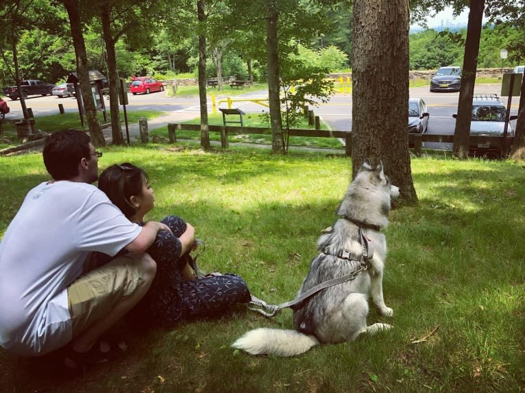 Timber, a Siberian Husky tested with EmbarkVet.com