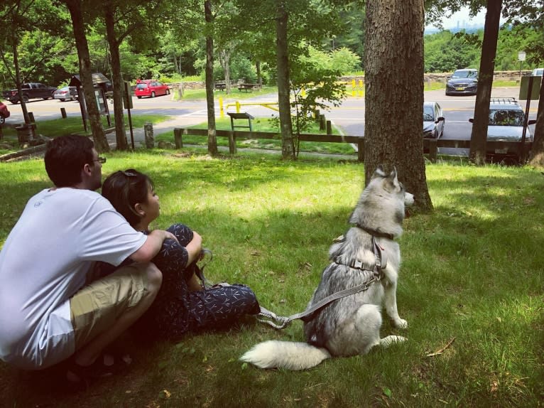 Simba, a Siberian Husky tested with EmbarkVet.com