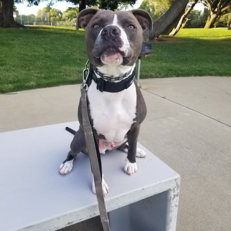 MaSiWei, an American Bully tested with EmbarkVet.com