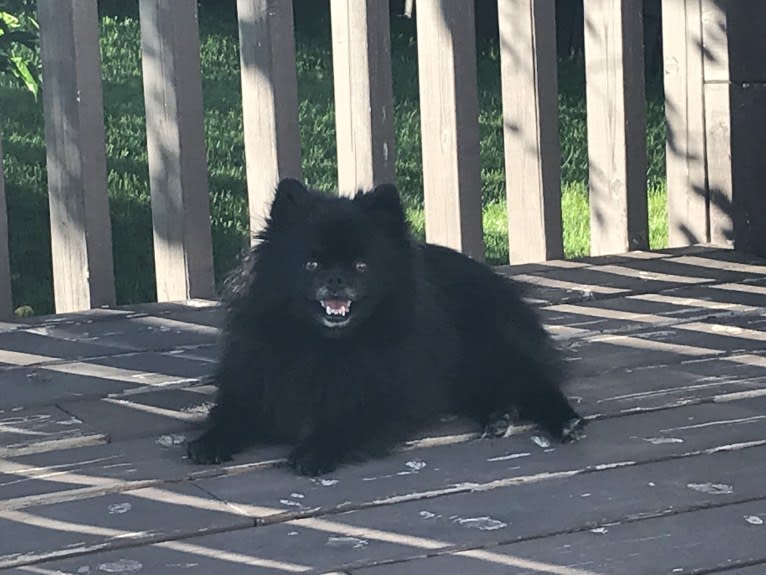 Marlin, a Pomeranian tested with EmbarkVet.com