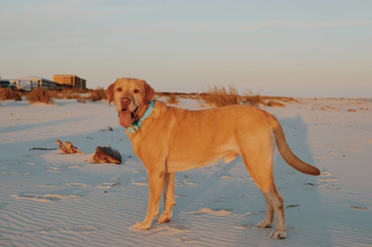 Colonel Mustard, a Labrador Retriever tested with EmbarkVet.com
