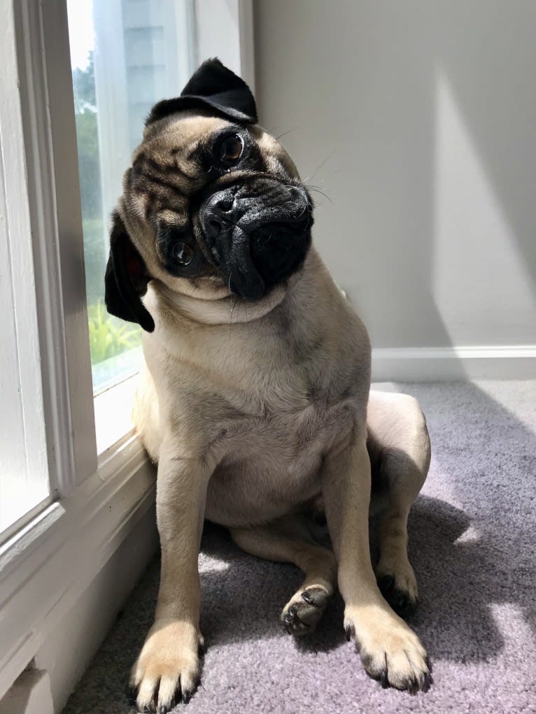 Barkley, a Pug tested with EmbarkVet.com