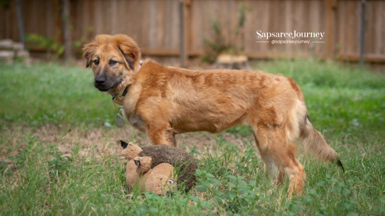 Journey, a Chinese Village Dog tested with EmbarkVet.com