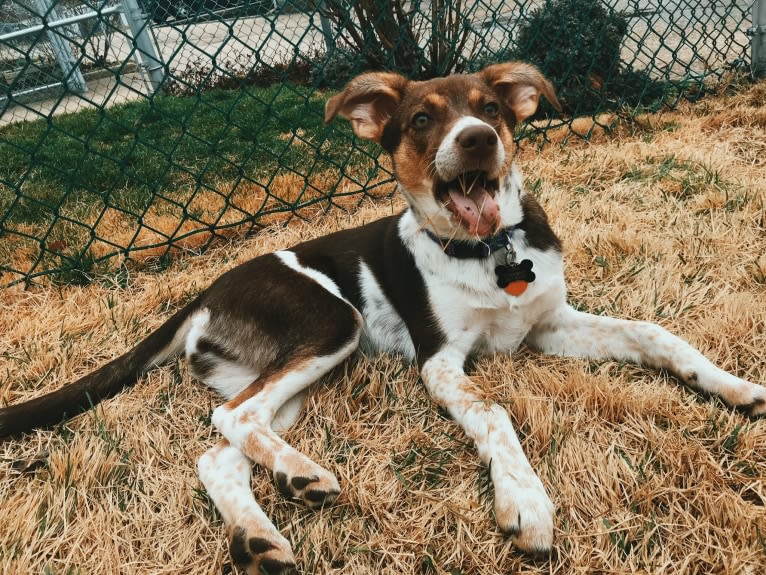 Nova, a Rat Terrier and German Shepherd Dog mix tested with EmbarkVet.com