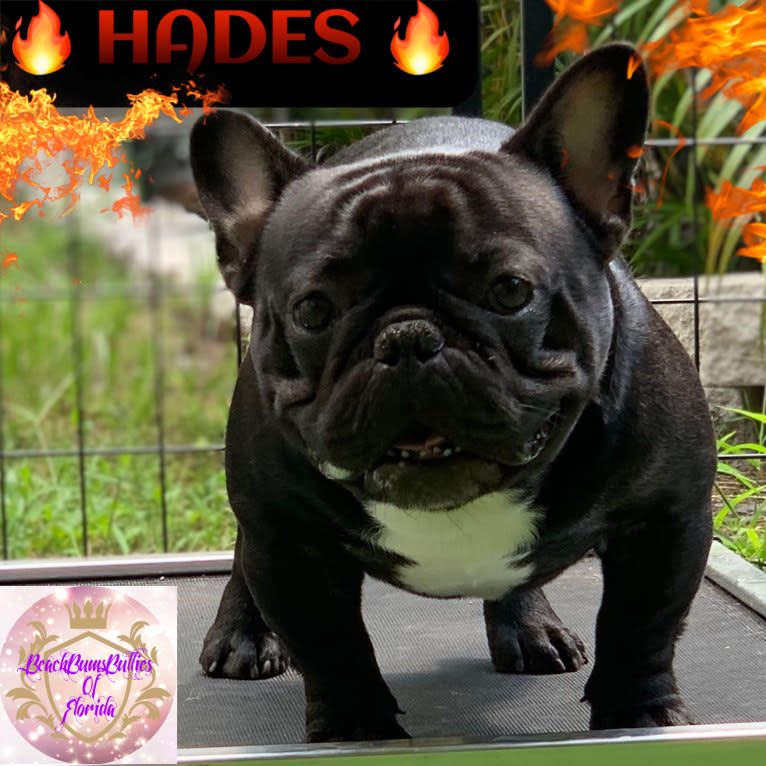 Hades, a French Bulldog tested with EmbarkVet.com
