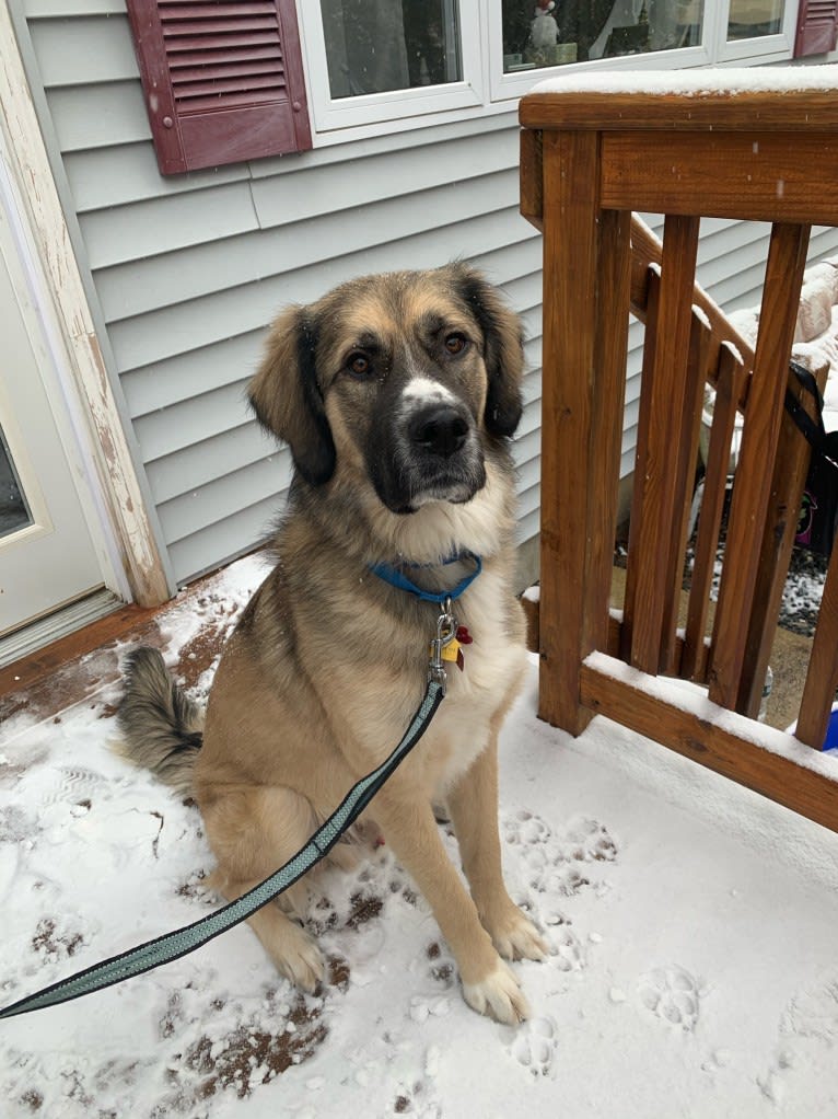 Maverick, a Great Pyrenees and Anatolian Shepherd Dog mix tested with EmbarkVet.com