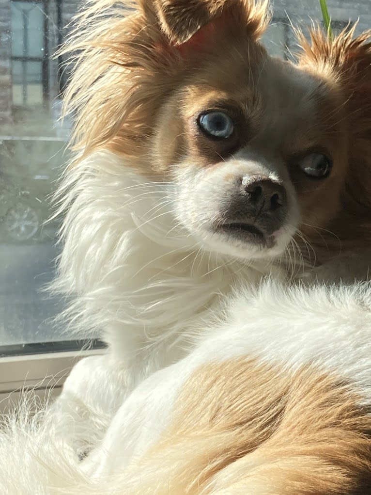 Rooster, a Chihuahua and Pekingese mix tested with EmbarkVet.com