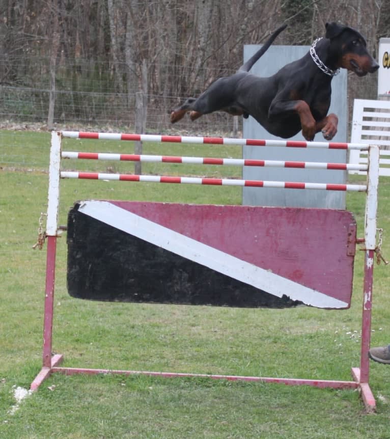 Roreck, a Doberman Pinscher tested with EmbarkVet.com