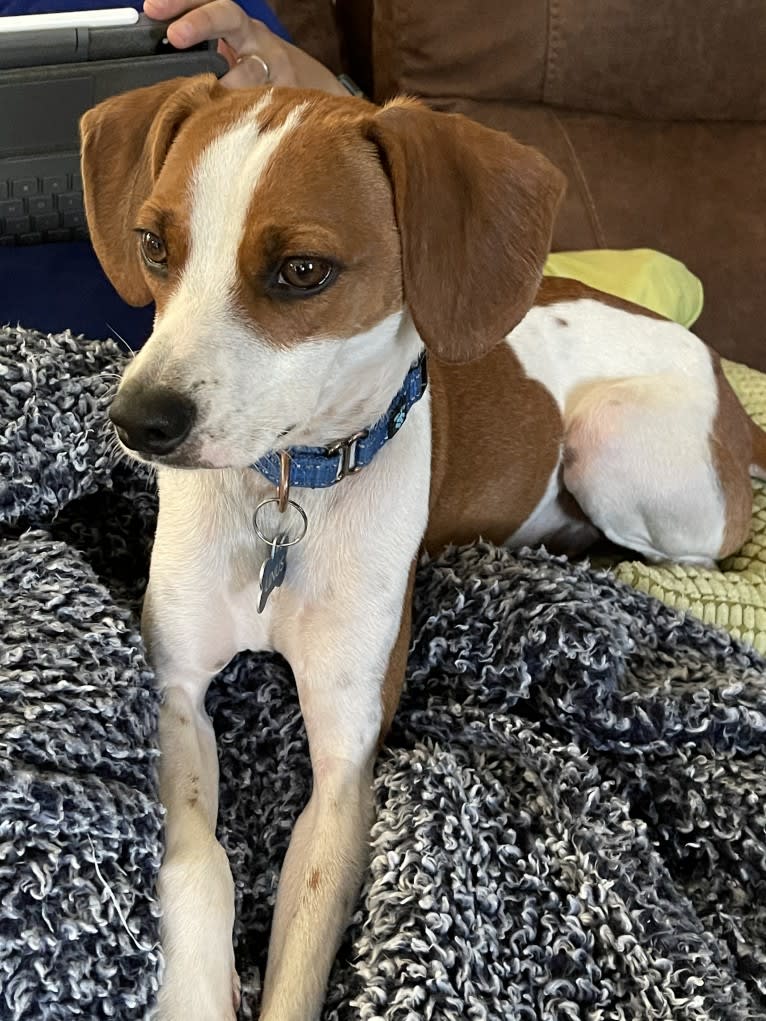 Linus, a Beagle and Chihuahua mix tested with EmbarkVet.com