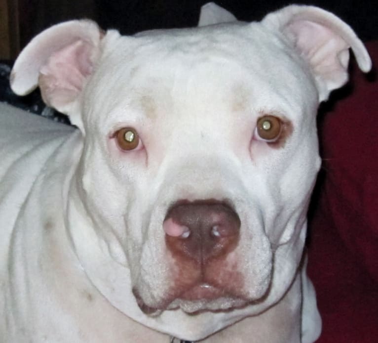 Gunther, a Staffordshire Terrier and American Bulldog mix tested with EmbarkVet.com
