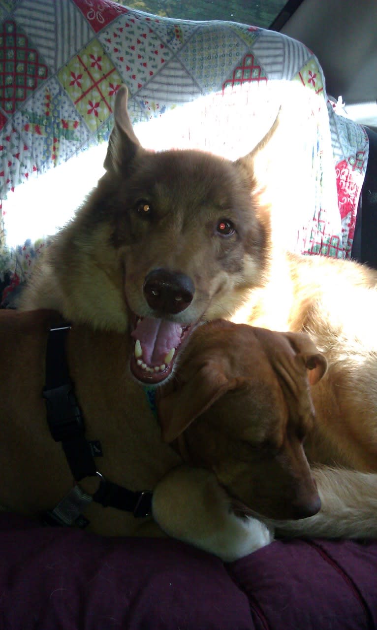 Duvel, a Gerberian Shepsky (18.8% unresolved) tested with EmbarkVet.com