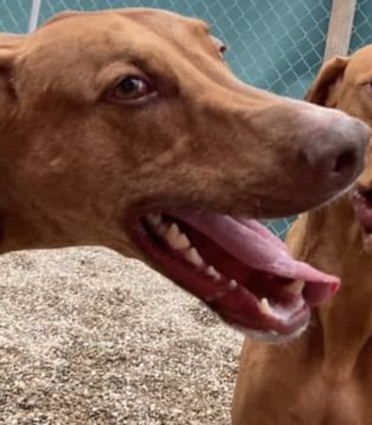 Leroy, a Doberman Pinscher and Boxer mix tested with EmbarkVet.com