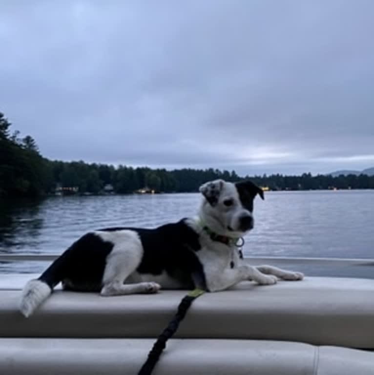 fritz, a Shetland Sheepdog and Australian Shepherd mix tested with EmbarkVet.com