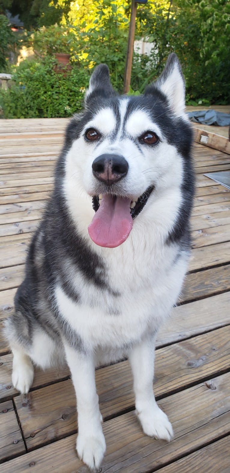 Naga, a Siberian Husky tested with EmbarkVet.com