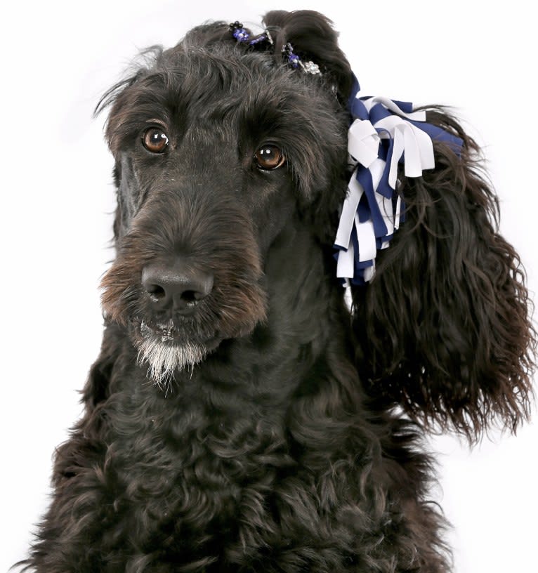 Juno, a Poodle (Standard) and English Cocker Spaniel mix tested with EmbarkVet.com