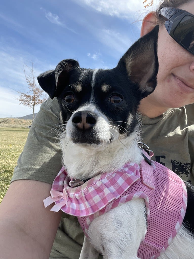 Morrigan, a Chihuahua and Poodle (Small) mix tested with EmbarkVet.com