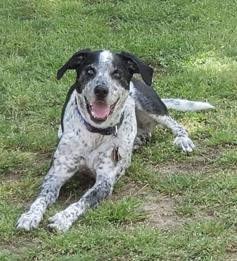 Max, a Border Collie and Pointer mix tested with EmbarkVet.com