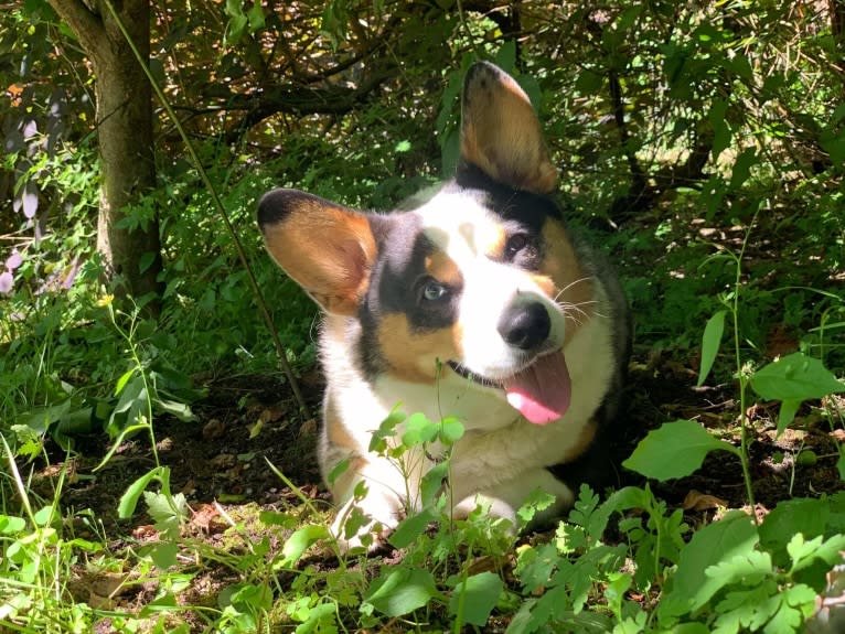 Sterling, a Cardigan Welsh Corgi tested with EmbarkVet.com