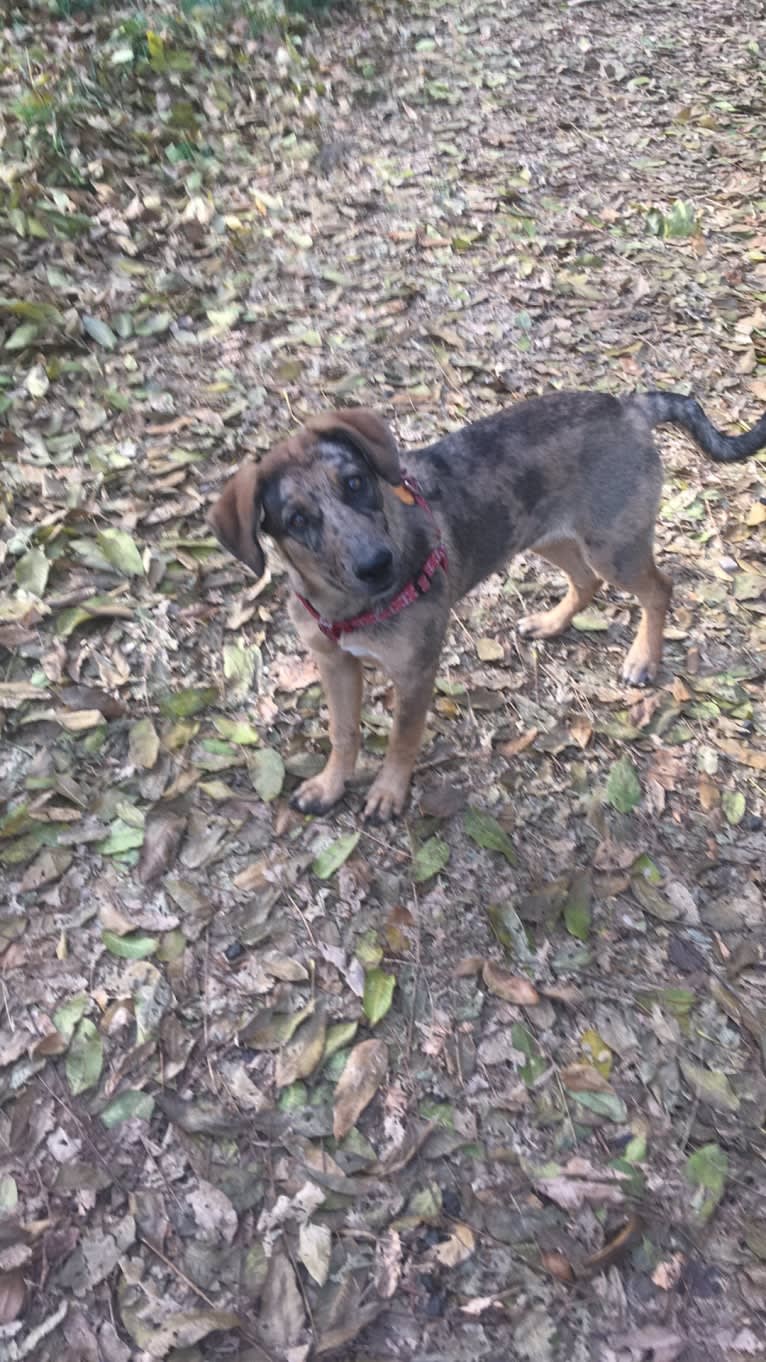 Tsunami (Sue), a Catahoula Leopard Dog and German Shepherd Dog mix tested with EmbarkVet.com