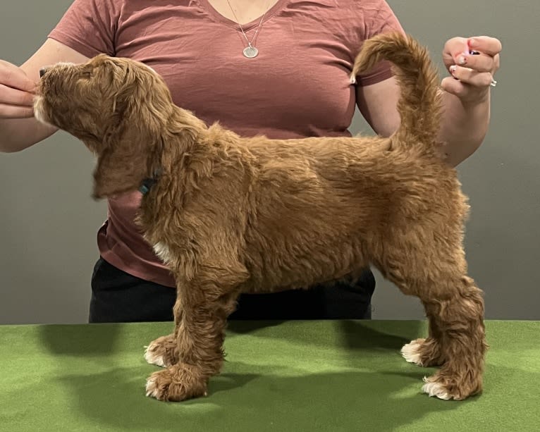 Malcolm, a Goldendoodle tested with EmbarkVet.com