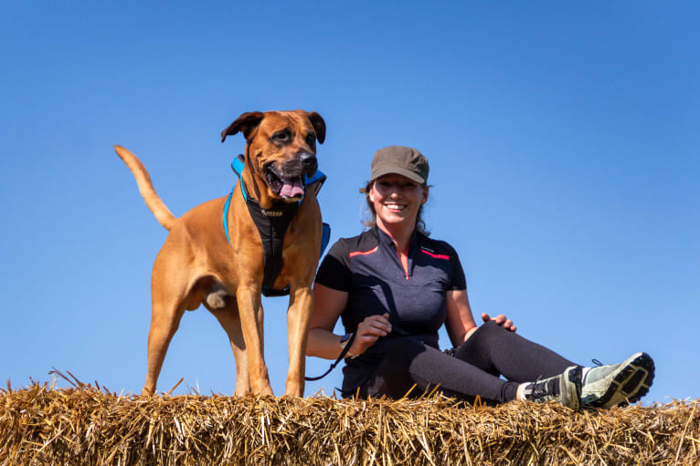 Otis, a Cane Corso and Rhodesian Ridgeback mix tested with EmbarkVet.com