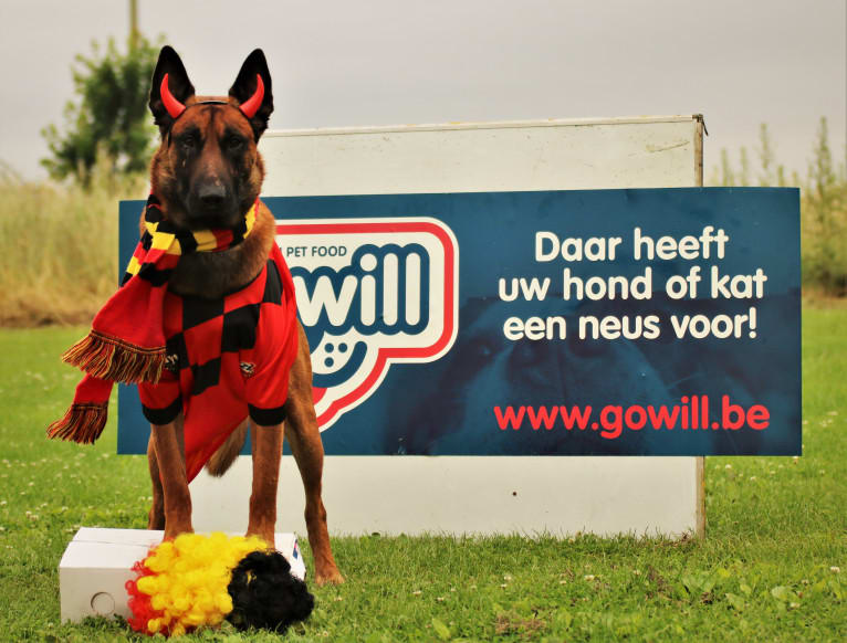 New Kid from Mike's Place, a Belgian Shepherd tested with EmbarkVet.com