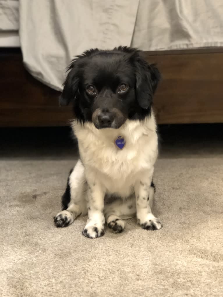 Violet Rose, a Cocker Spaniel and Poodle (Small) mix tested with EmbarkVet.com