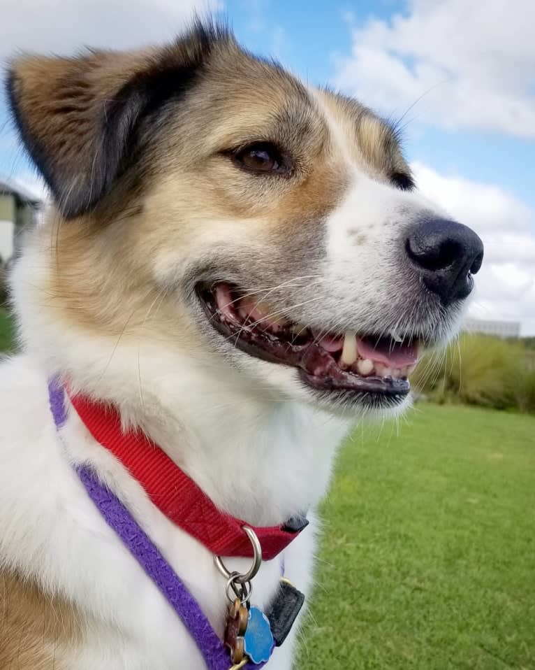 Rufus, a West Asian Village Dog tested with EmbarkVet.com