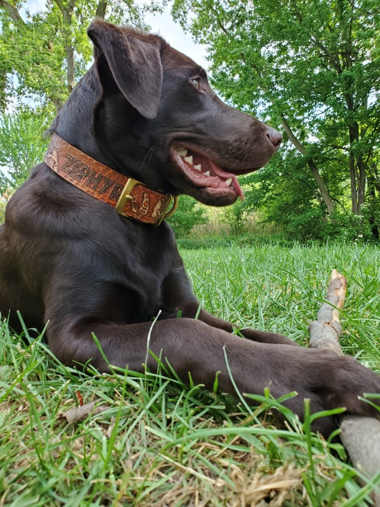 Zephyr, a Labrador Retriever tested with EmbarkVet.com