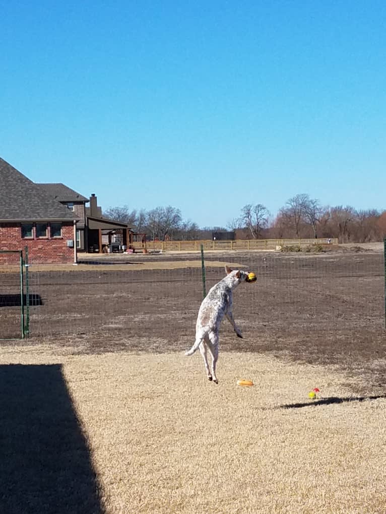 Bella, an Australian Cattle Dog and Catahoula Leopard Dog mix tested with EmbarkVet.com