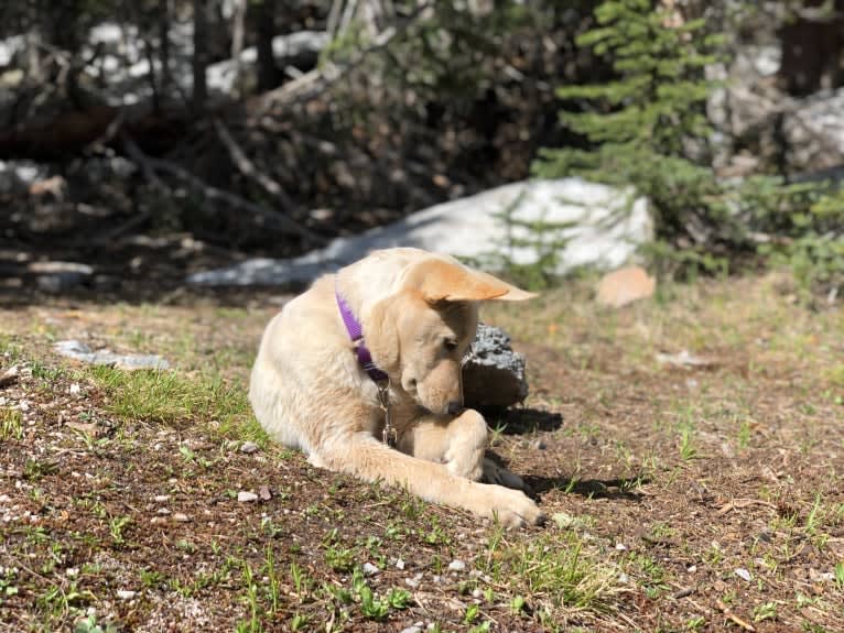 Pearl, an Australian Cattle Dog and Labrador Retriever mix tested with EmbarkVet.com