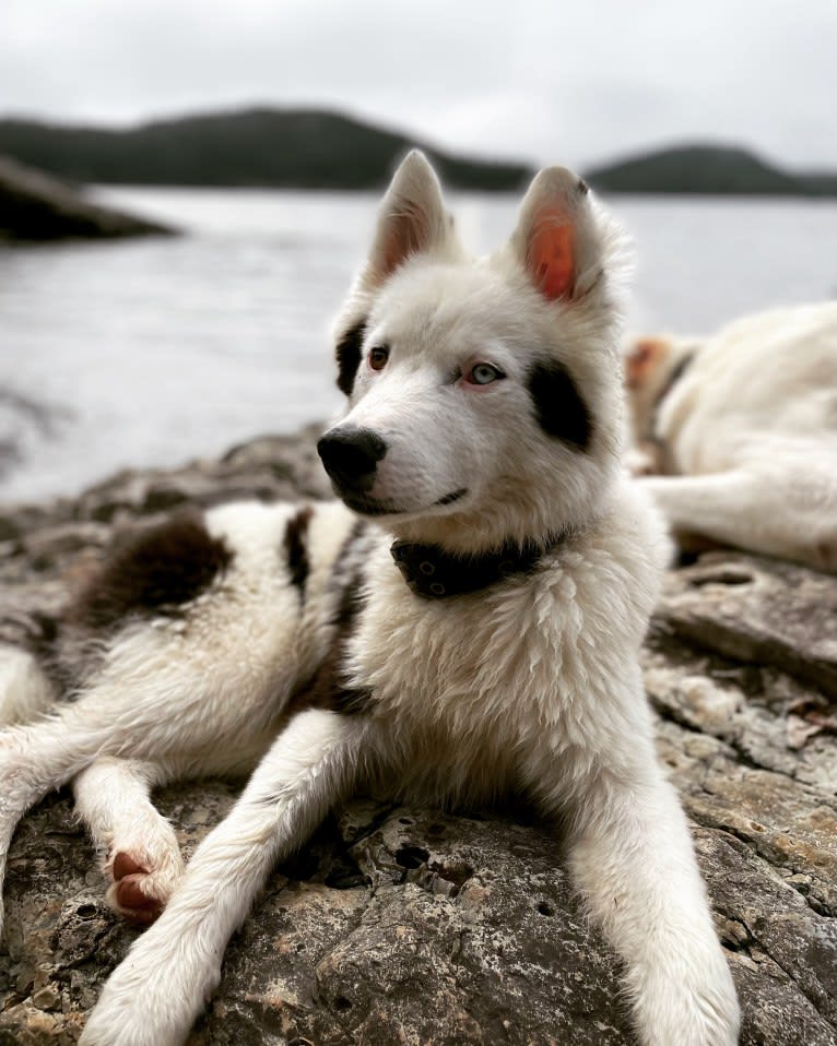Yeti, a Yakutian Laika tested with EmbarkVet.com