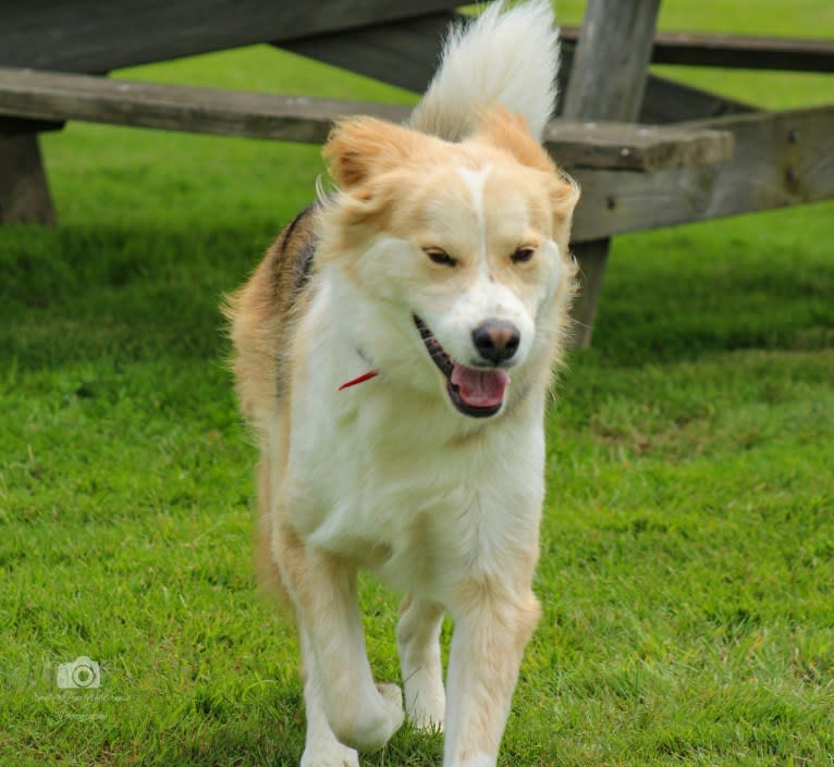 Buckley, a Siberian Husky and Labrador Retriever mix tested with EmbarkVet.com