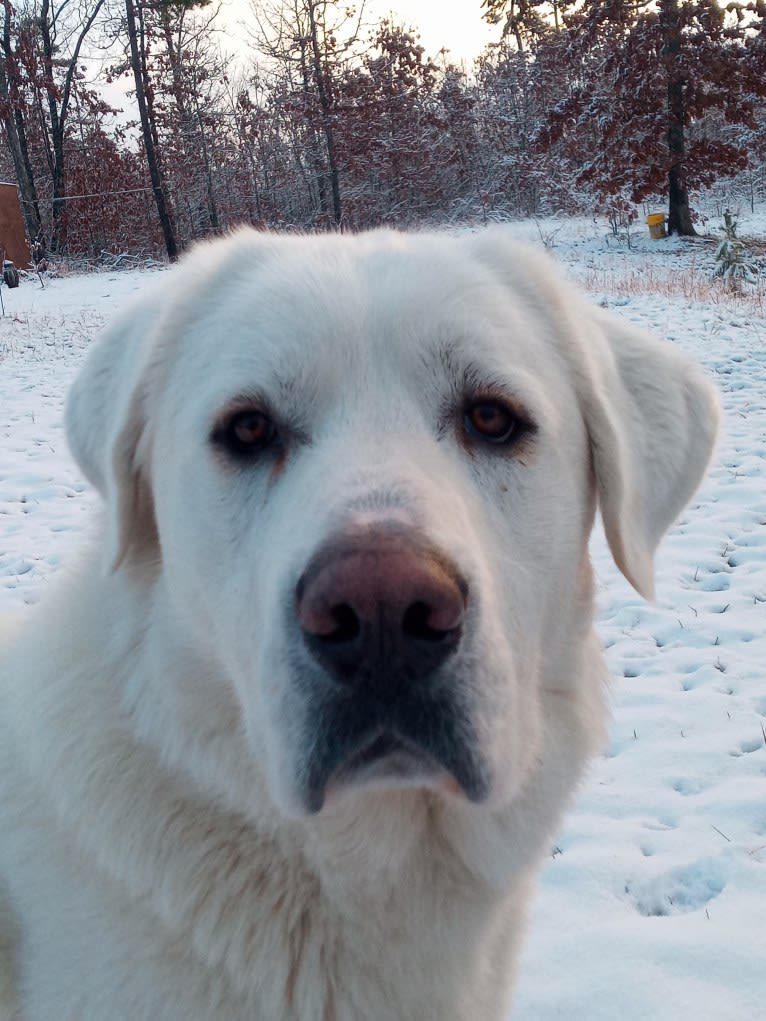 Aladdin, a Great Pyrenees tested with EmbarkVet.com
