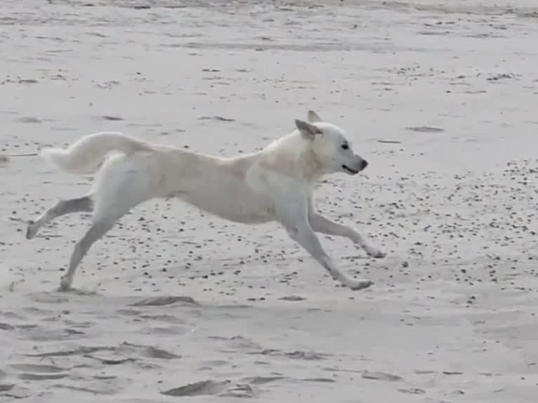 Calaf Storytelling, a Canaan Dog tested with EmbarkVet.com