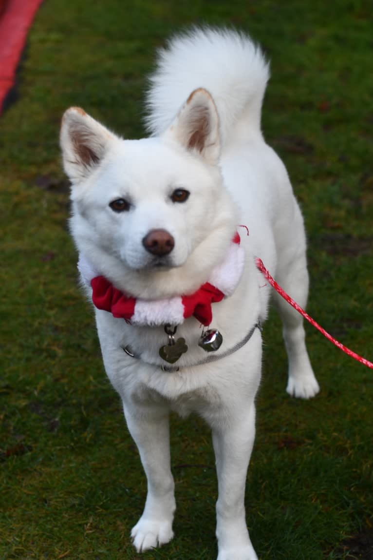 Pearl, a Japanese or Korean Village Dog and Jindo mix tested with EmbarkVet.com
