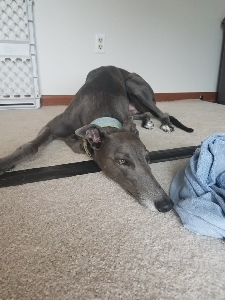 Whiskey, a Greyhound tested with EmbarkVet.com