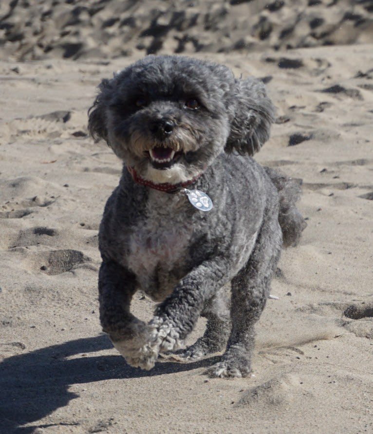 iLLY, a Poodle (Small) and Chihuahua mix tested with EmbarkVet.com