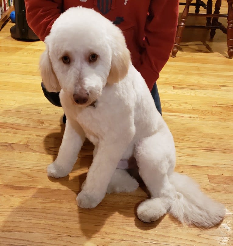 Orie, a Goldendoodle tested with EmbarkVet.com