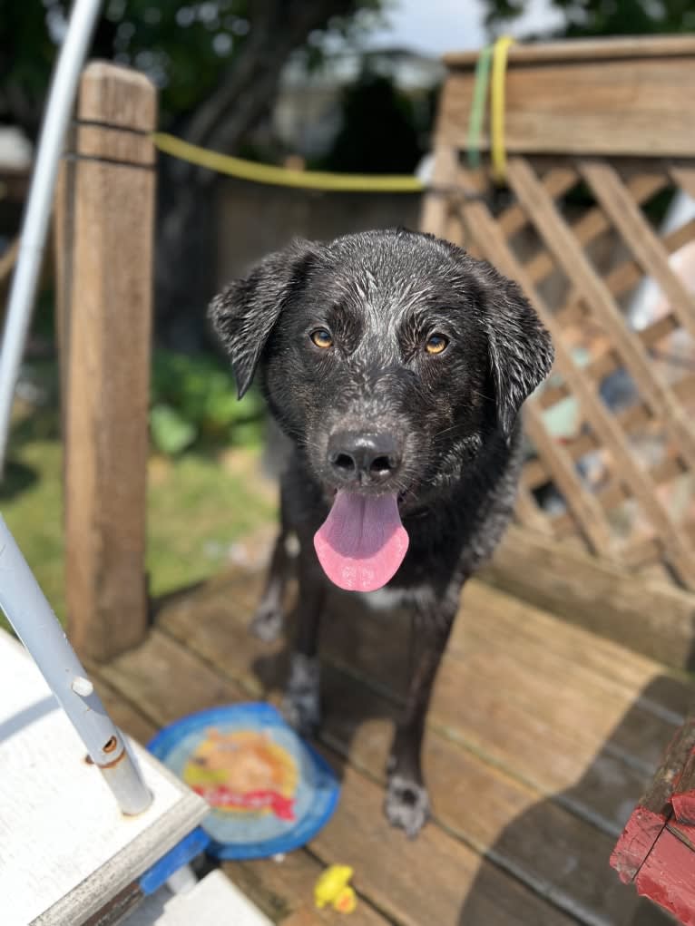 Guinness, a Labrador Retriever and Australian Cattle Dog mix tested with EmbarkVet.com