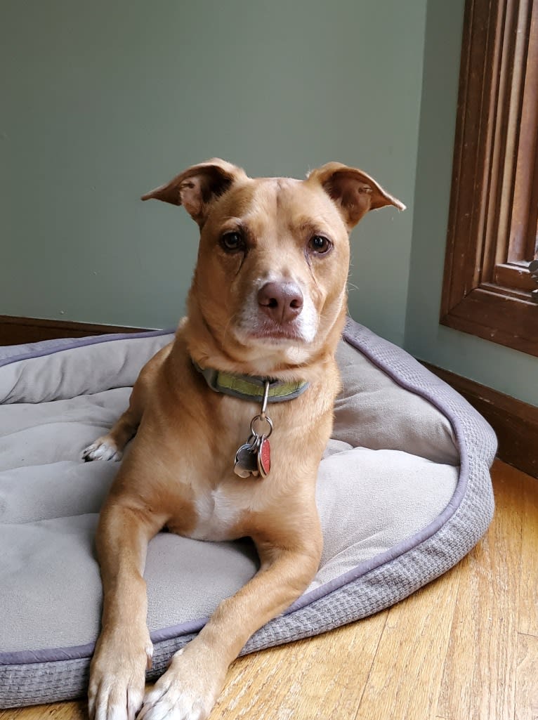 Hadley, a Chihuahua and American Pit Bull Terrier mix tested with EmbarkVet.com