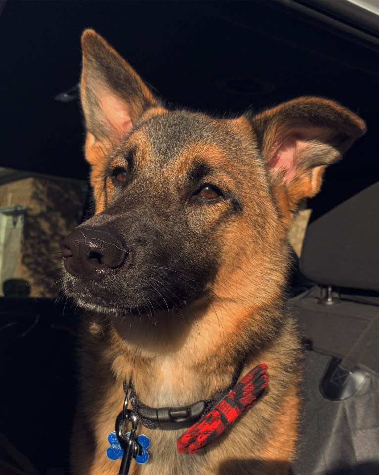 Percy, a Norwegian Elkhound and Australian Cattle Dog mix tested with EmbarkVet.com