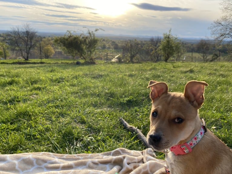 Poppy, an Australian Cattle Dog and American Pit Bull Terrier mix tested with EmbarkVet.com