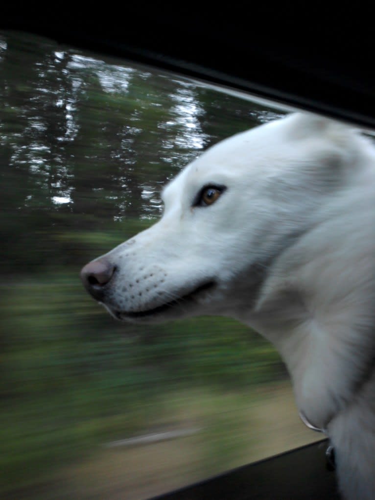 Meeshka, a Siberian Husky tested with EmbarkVet.com