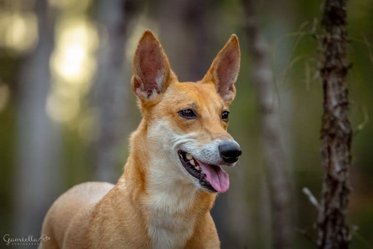 Banbury Cross Mochi, a Carolina Dog tested with EmbarkVet.com